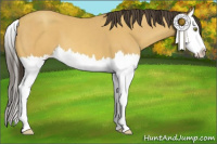 Horse Color:Amber Champagne Splash 