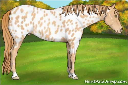 Horse Color:Gold Champagne Appaloosa