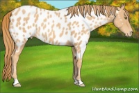 Horse Color:Gold Champagne Appaloosa