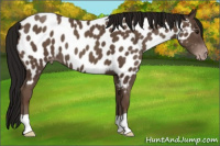 Horse Color:Gray Classic Champagne Appaloosa 