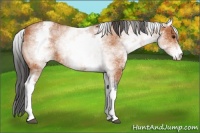 Horse Color:White Spotted Bay 