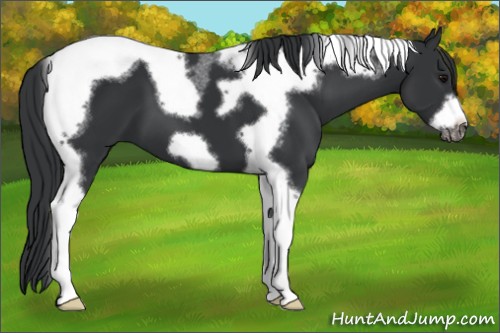 Horse Color:Black Tobiano Frame 