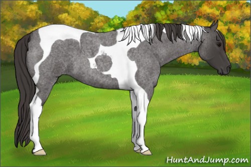 Horse Color:Smoky Blue Roan Tobiano 