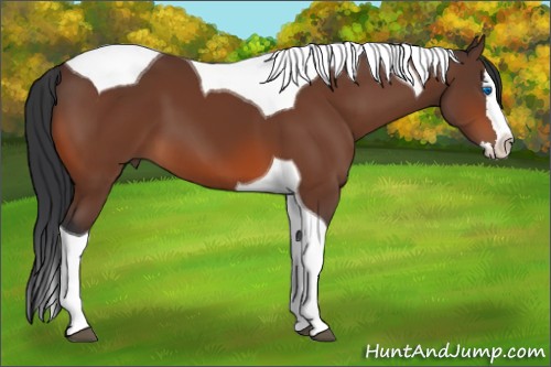 Horse Color:Bay Splash Tobiano 