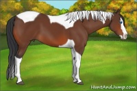 Horse Color:Bay Splash Tobiano