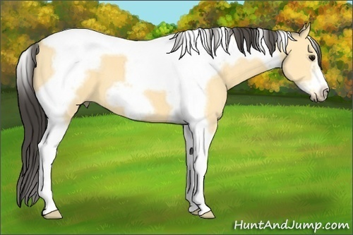 Horse Color:Buckskin Tobiano Frame