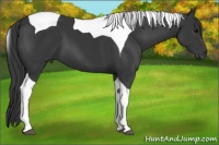 Horse Color:Black Tobiano