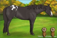 Horse Color:Smoky Black Appaloosa 