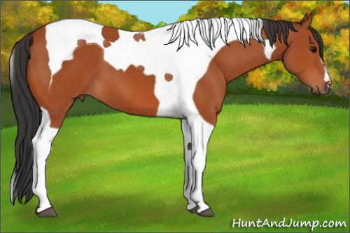 Horse Color:Bay Tobiano