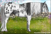 Horse Color:Black Splash Tobiano Blanket  and White Spotted Black Splash Blanket Rabicano 