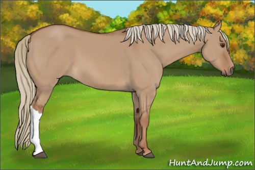 Horse Color:Red Dun 