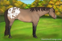 Horse Color:Bay Dun Appaloosa 