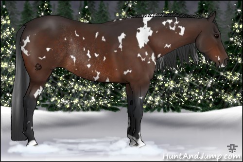Horse Color:White Spotted Bay Rabicano 