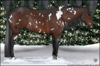 Horse Color:White Spotted Bay Rabicano 