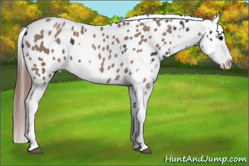 Horse Color:Black Sabino Splash Appaloosa  and Classic Champagne Sabino Splash Appaloosa 