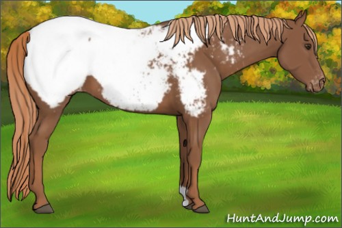 Horse Color:Chestnut Appaloosa 