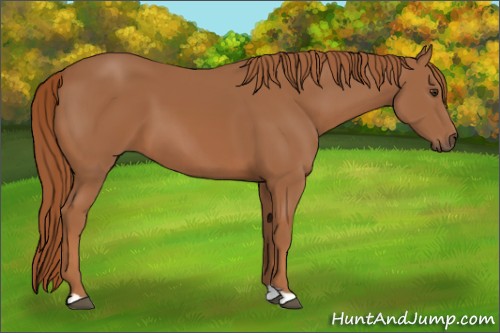 Horse Color:Chestnut 