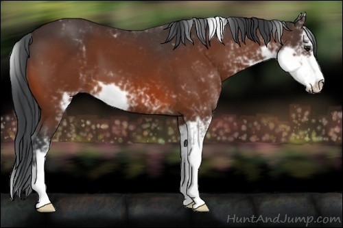 Horse Color:Bay Sabino 