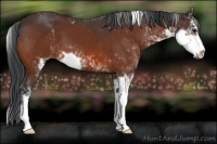 Horse Color:Bay Sabino 