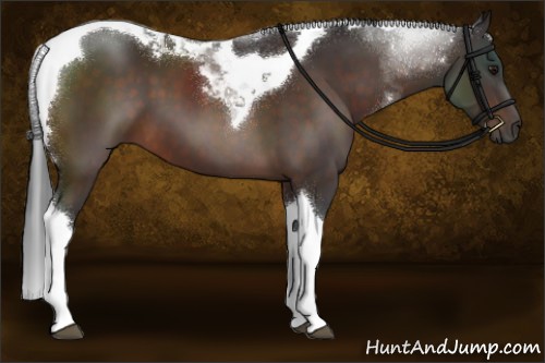 Horse Color:Brown Tobiano 