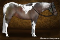 Horse Color:Brown Tobiano 