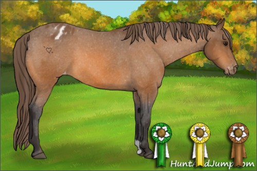 Horse Color:Buckskin Appaloosa