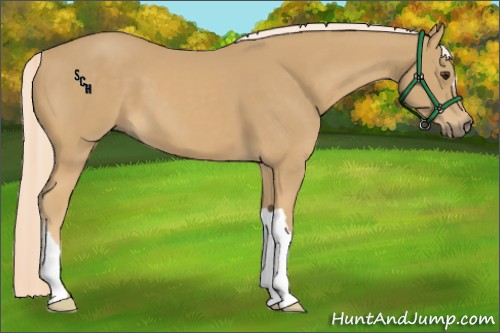 Horse Color:Palomino