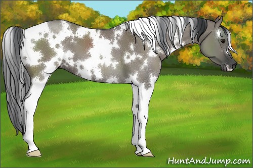 Horse Color:White Spotted Grullo