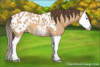 Horse Color:Bay Dun Splash Appaloosa