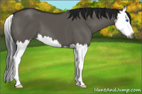 Horse Color:Gray Grullo Splash 