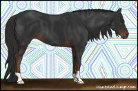 Horse Color:Gray Liver Chestnut