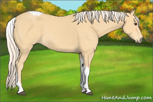 Horse Color:Palomino Tobiano 