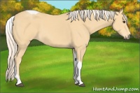 Horse Color:Palomino Tobiano 