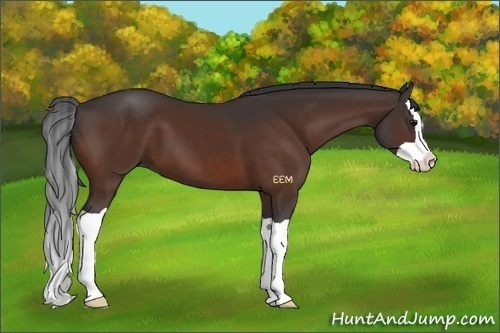 Horse Color:Brown Splash