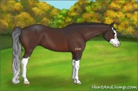 Horse Color:Brown Splash
