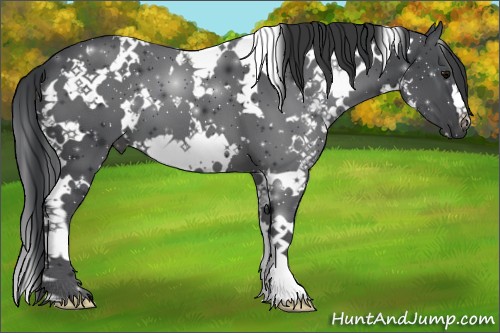Horse Color:White Spotted Black
