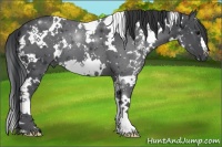 Horse Color:White Spotted Black 