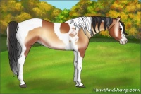 Horse Color:Bay Onyx Splash Tobiano 