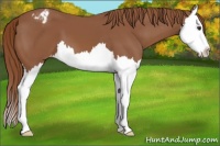 Horse Color:Chestnut Splash Appaloosa 