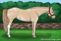 Horse Color:Red Dun Ice 