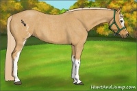 Horse Color:White Spotted Palomino Roan 