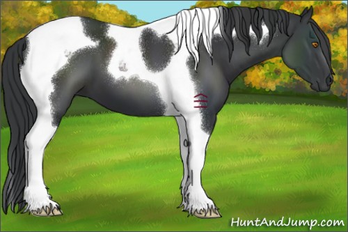 Horse Color:Black Tobiano 