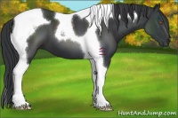 Horse Color:Black Tobiano 
