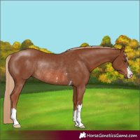 Horse Color:Chestnut Rabicano 