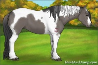 Horse Color:Black Tobiano 