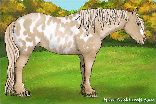 Horse Color:Chocolate Palomino Pearl Blanket Rabicano 