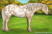 Horse Color:Chocolate Palomino Pearl Blanket Rabicano 