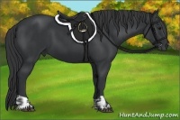 Horse Color:Black and Black