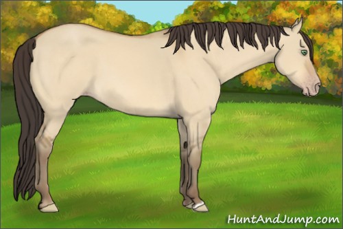 Horse Color:Amber Cream Champagne Dun 