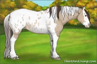 Horse Color:Bay Dun Sabino Splash Tobiano Blanket Rabicano 